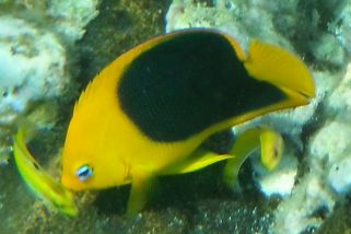 Holacanthus tricolor - Dreifarben-Kaiserfisch (Felsenschönheit)